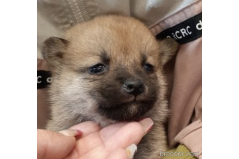 成約済の富山県の柴犬-215021の4枚目